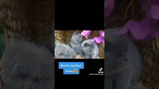 British shorthair kittens, cutest girls ever 😍