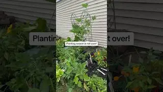 what to plant in August for your #fallgarden 🌿 #gardening #gardeningtips  #growfood #zone6