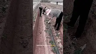 Ingenious farming work - Planting strawberries high yield