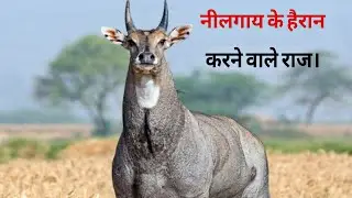 The shocking truth about Nilgai | The Secret Life of Nilgai | World info