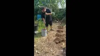 chicken poo in the garden
