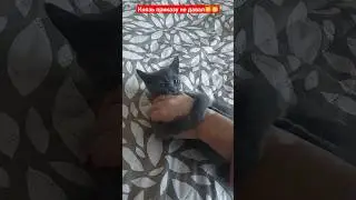 Синди-ЛУ vs Князь 