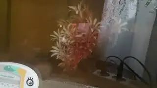 Карась в аквариуме ничего не ест 🥲