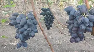 Виноград Богатырь