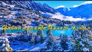 Живая природа Горного Алтая.