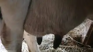 Проблемы с коровой.