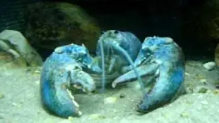 Live Lobster