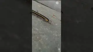 crawling creature