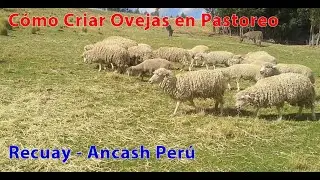 Cómo Criar Ovejas en Pastoreo