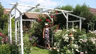 Розы и многолетние растения в саду. Начало июля