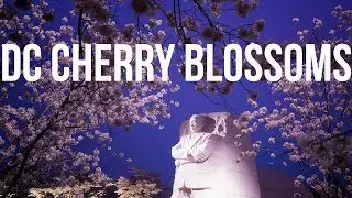 Washington DC Cherry Blossoms 2018