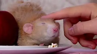 Father Rat Chant (Channing Tatum) / Папа-крыс Ченнинг Татум (Чент, Апельсин)