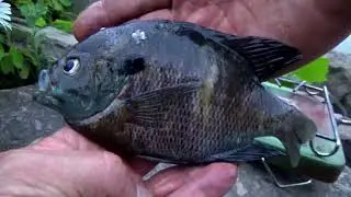 Catch and Cook
