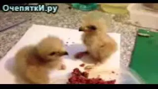 Обед птенцов