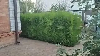 Лечение и обработка хвойных растений в Краснодаре