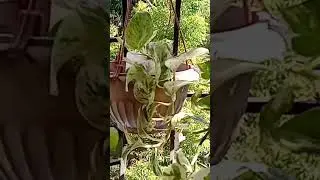 Pothos variety 🪴 #shorts #youtubeshorts #ebenezertutorials