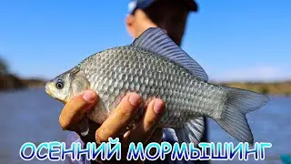 Осенний мормышинг!  Карась на МОРМО!