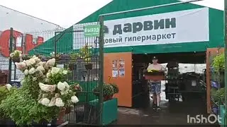 Ассортимент растений в садовом комплексе Дарвин: розы, пионы, деревья, кустарники, хвойные.