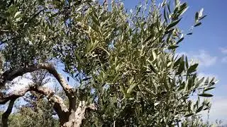 Cacti & Olive trees