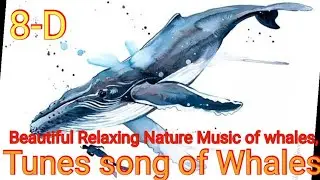 Whales sound 8-D Relaxing Audio