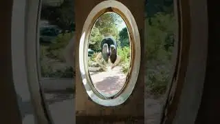 Oddly Satisfying slow motion 🎥  👀 