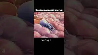 сосуды тоже железы  #shorts