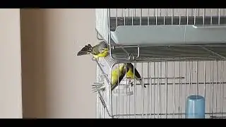 Serinus mozambicus.Green singer.Erkek Mozambik kanarya ötüşü.African yellow canary