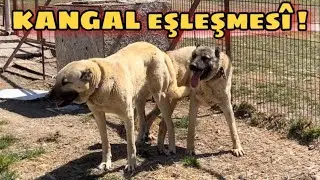 KURTÇU KANGALLARIN ÇİFTLEŞMESİ