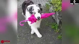 Animals & Pets coubs /Самые смешные животные #1