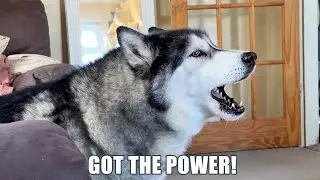 Talking Husky Says He’s Got The Power!