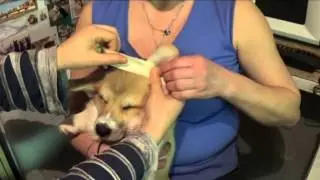Клеим ушки