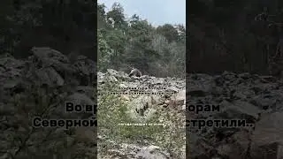 ВСТРЕЧА С МЕДВЕДЕМ В ГОРАХ ОСЕТИИ  #медведь #mountains  #nature  #осетия  #кавказ #дикаяприрода #цей
