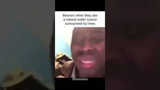 Memes from the internet 