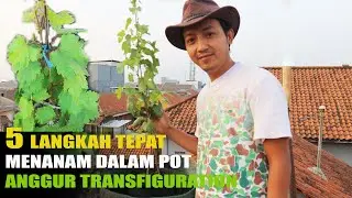 Anggur Transfiguration Eps 01 cara menanam bibit agar cepat besar