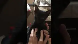 Bibi