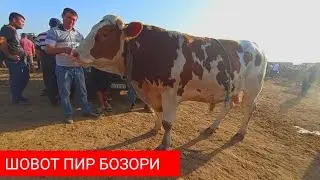 Шовот пир мол бозори укизлар нархи 7 06 2023