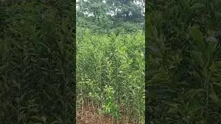 Orange and mosmbi plants available. #trending #youtubeshorts #farming