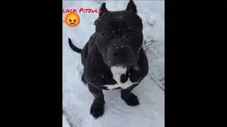 pitbull dog stunt WhatsApp attitude 🔥🔥 #short video