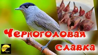 Славка - черноголовка - деликатес на Кипре ? Описание , факты Черноголовая славка Sylvia atricapilla
