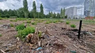 Место срубленных деревьев ниже парка Победы