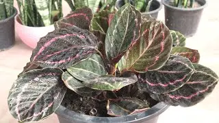 E36 GROWING PLANT - BEAUTIFUL INDOOR PLANT CALATHEA ROSEOPICTA / ROSE PAINTED CALATHEA