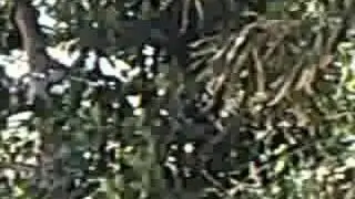 Monkeys at the Zoo