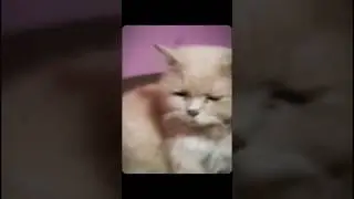 Edit ft. My cat 😎🎀 #like #youtubeshorts #subscribe #share #shorts #cat #edit #viral #cute