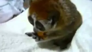 Животные говорят Ржака!  5 минут под столом))