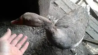 Цыплята/утята/гуси/куры/ обзор