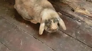 Жив ли кролик Лелик? Я испугалась в доме животных