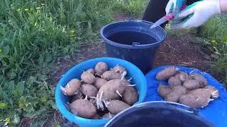Заморозки в Воронежской области,сажаем картофель