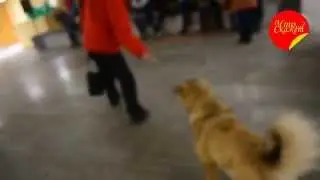 Что Скажет...?  Арсенчик (Часть 2)