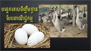 បច្ចេកទេសចិញ្ចឹមក្ងាន​ Goose Raising Techniques
