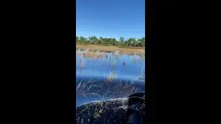 Lil vid of WildKat's new shoes